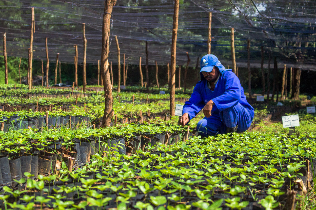 IMG-20220603-WA0010 Suape tem meta de plantar até 283 mil mudas de espécies de Mata Atlântica em 2022