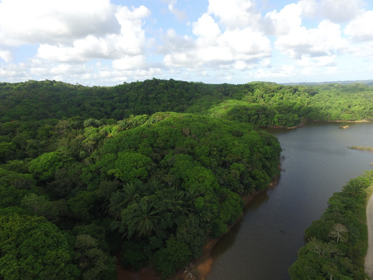 Suape tem meta de plantar até 283 mil mudas de espécies de Mata Atlântica em 2022