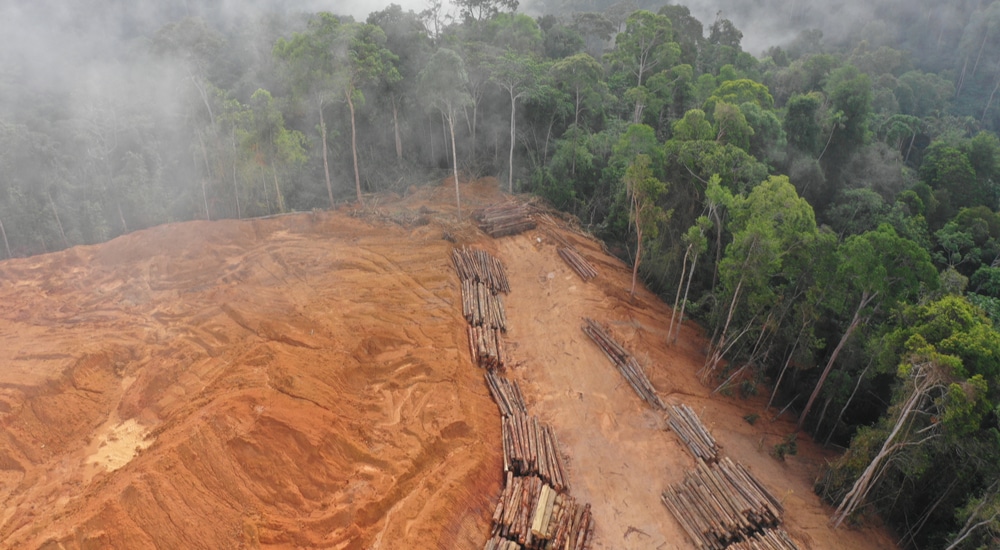 Queimadas sofrem queda na Amazônia, diz INPE