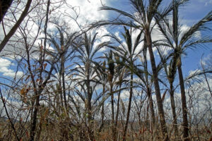 Foto-Mirelly-Ferreira-300x200 Caatinga, um bioma esquecido?