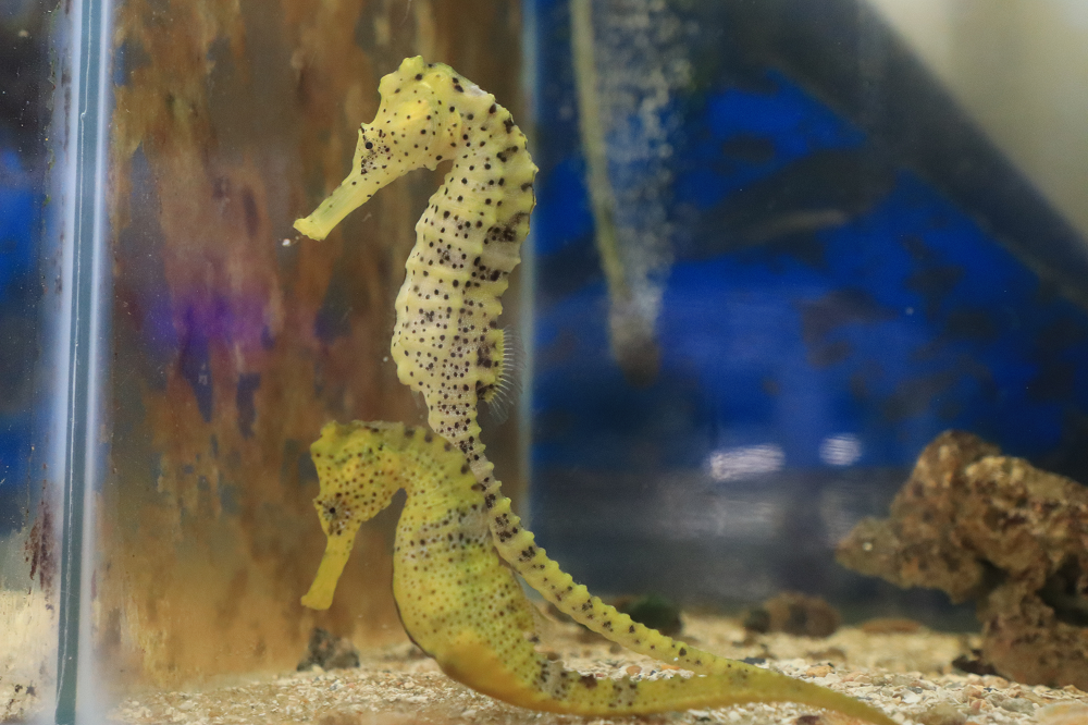 Parceria para preservar cavalos-marinhos em Pernambuco