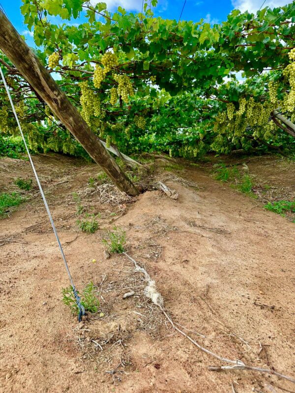 Fruticultores de Petrolina enfrentam prejuízos com as chuvas