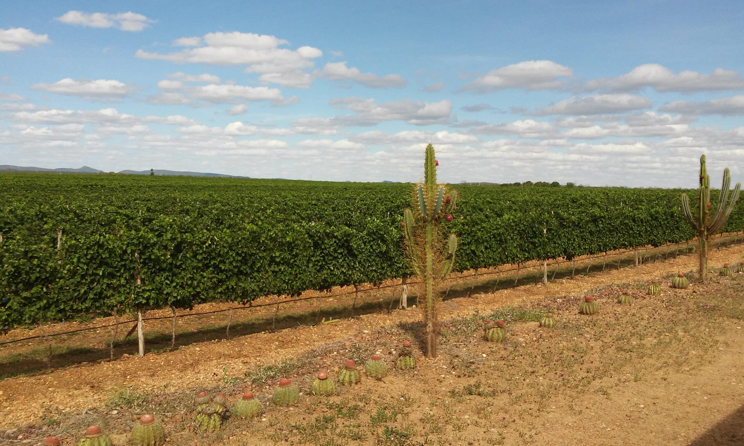 Brasil conquista 1ª IG de Vinhos Tropicais do mundo