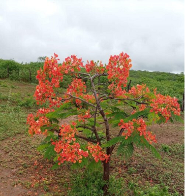 A natureza do Sertão de PE
