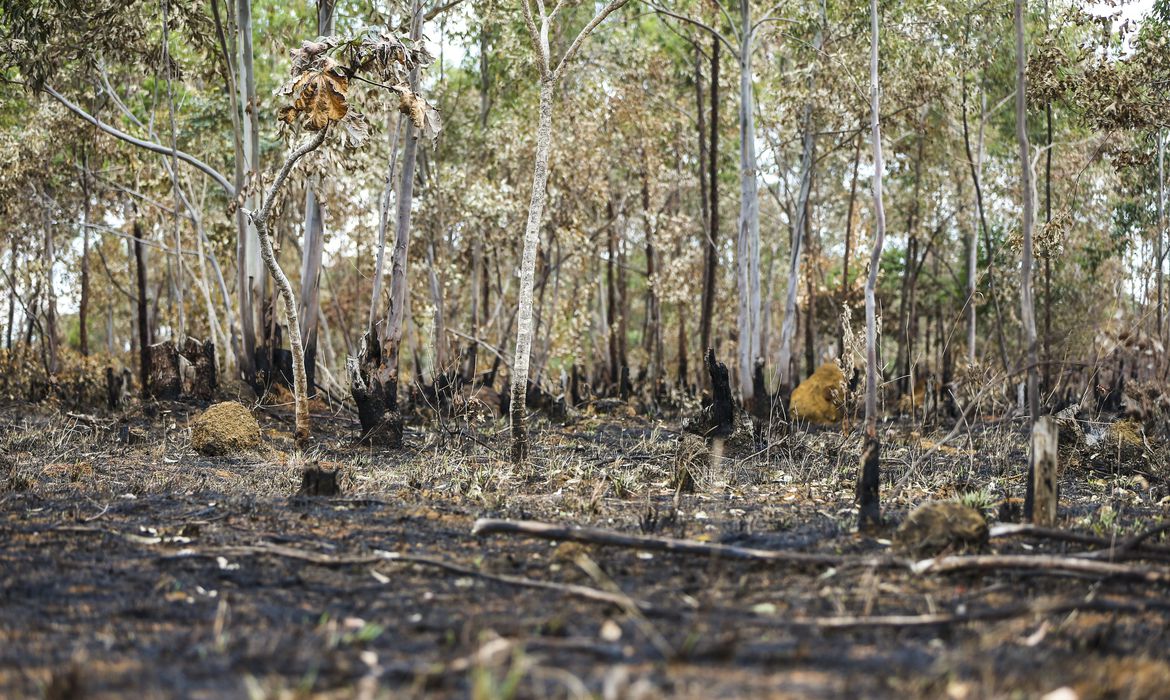 Pesquisa aponta aumento de queimadas após Novo Código Florestal
