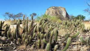 Caatinga-1-300x169 As contradições do desenvolvimento “sustentável” do bioma Caatinga