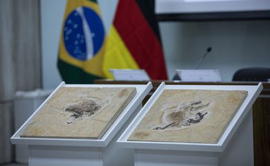 Fóssil de dinossauro não voador com penas será repatriado