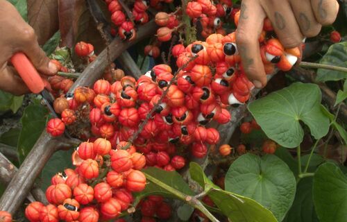 Sociobiodiversidade é saída para produção em biomas
