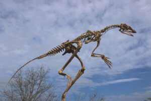 venetoraptor_gassenae_-_reconstructed_skeleton_picture_by_rodrigo_temp_muller_8-300x200 Pesquisadores descobrem fóssil precursor dos pterossauros