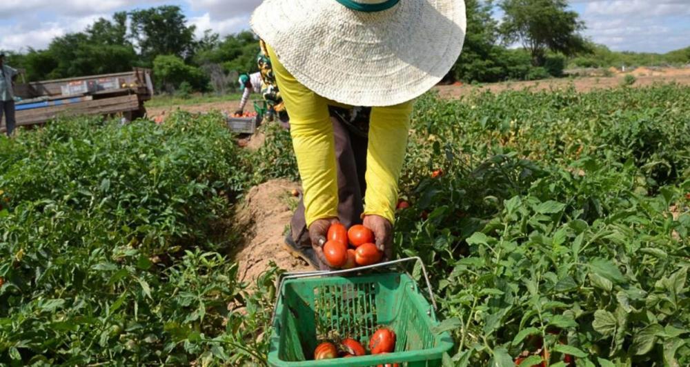 Governo de Pernambuco cria selo para os produtos da agricultura familiar