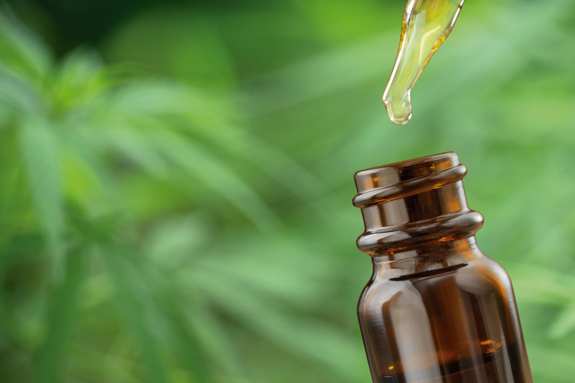 Uso Medicinal da Cannabis sativa em debate no Recife