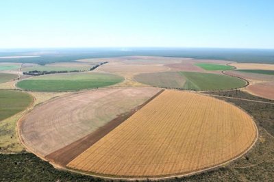 Devastação: Cerrado perde 51 mil hectares; Matopiba é a região mais desmatada