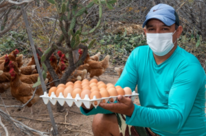 Figura-3-300x199 Entreposto “Ovos da Caatinga": Uma Iniciativa de Desenvolvimento Socioeconômico com Sustentabilidade Ambiental